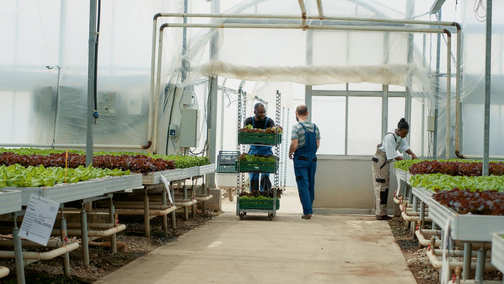 african-american-organic-farm-worker-entering-building-while-pushing-rack-with-lettuce-sprouts-ready-planting-caucasian-man-closing-door-after-picker-going-inside-with-vegetables-seedlings