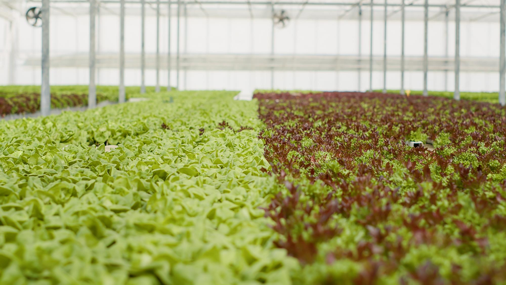 closeup-fully-grown-different-lettuce-varieties-ready-harvest-delivery-empty-greenhouse-with-hydroponic-enviroment-selective-focus-bio-vegetables-being-cultivated-organic-soil