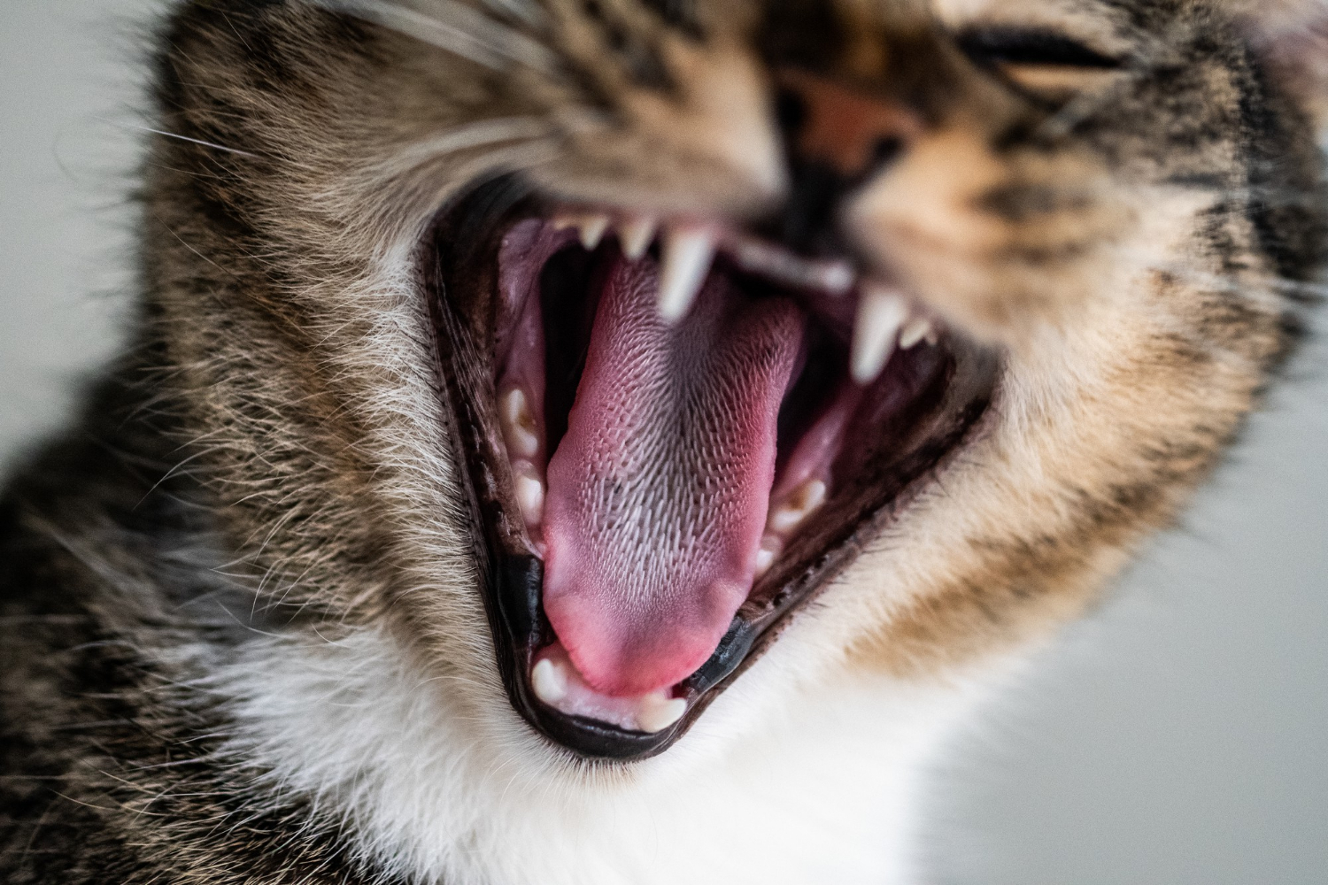 closeup-shot-cute-domestic-kitten-yawning-showing-his-teeth-tongue