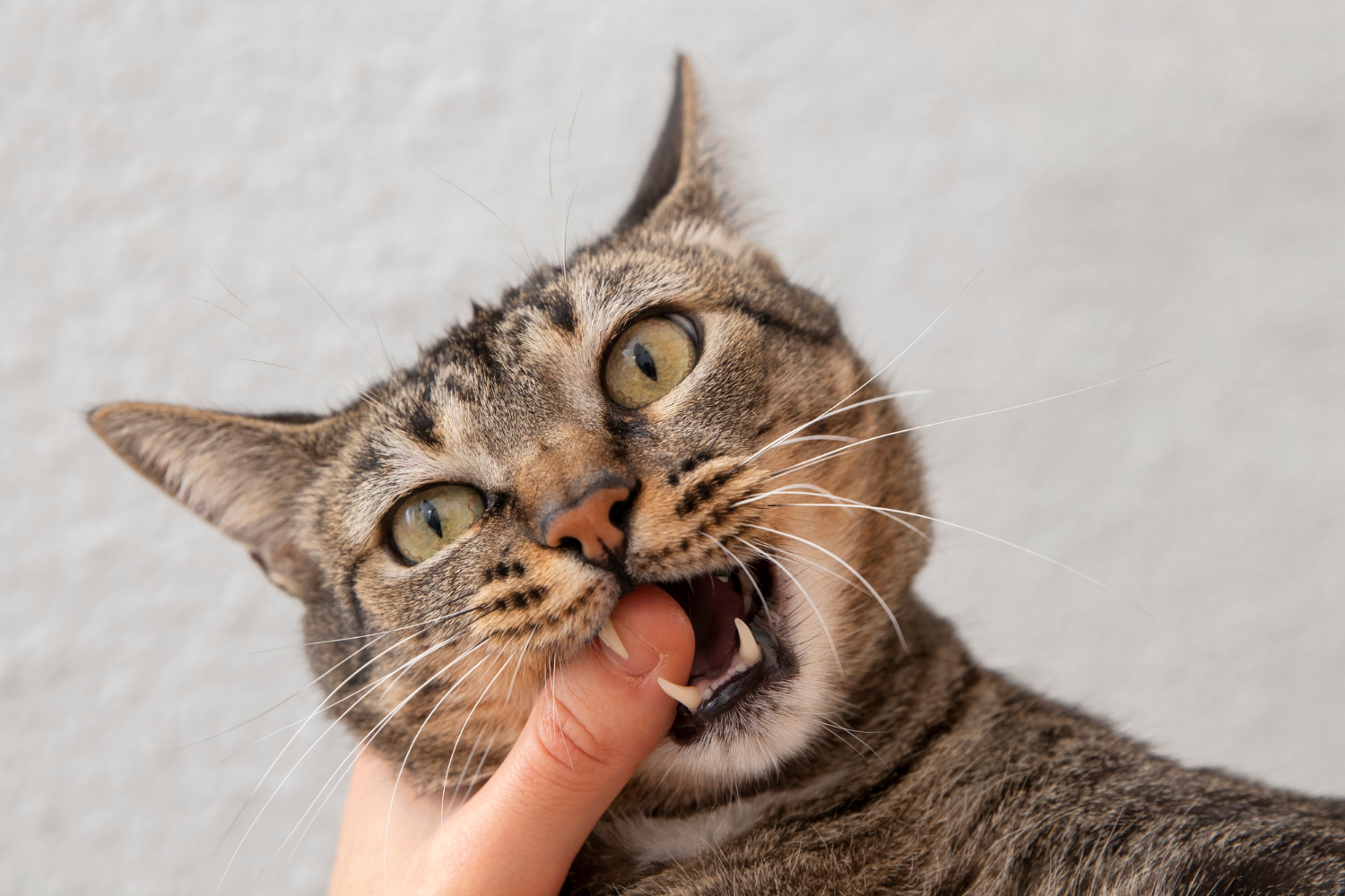 portrait-adorable-domestic-cat-biting-her-owner-s-finger