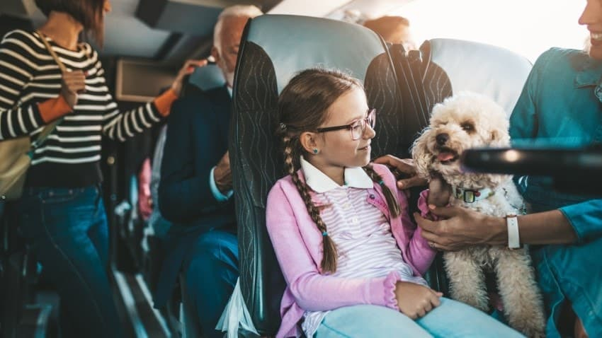 Otobuslerde-Evcil-Hayvanlar-Artik-Sahipl-9daf