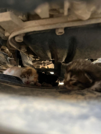 Yavru kediler otomobilin motoruna sıkıştı