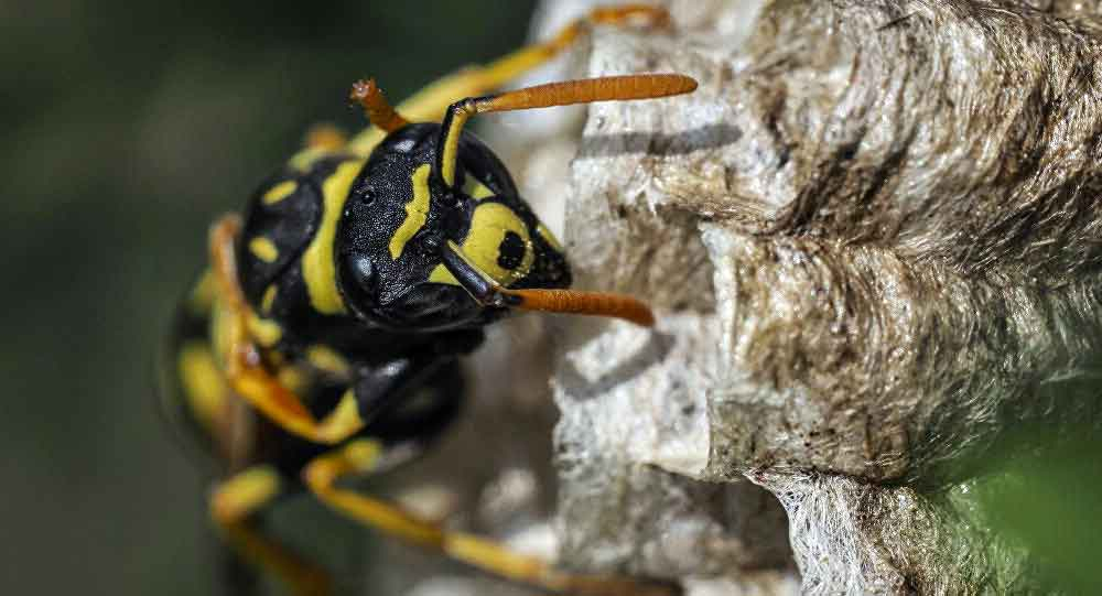 afrika-katil-arilari