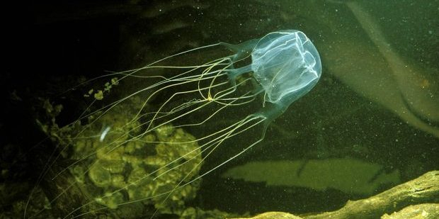 boxjellyfish001-e1556787667616