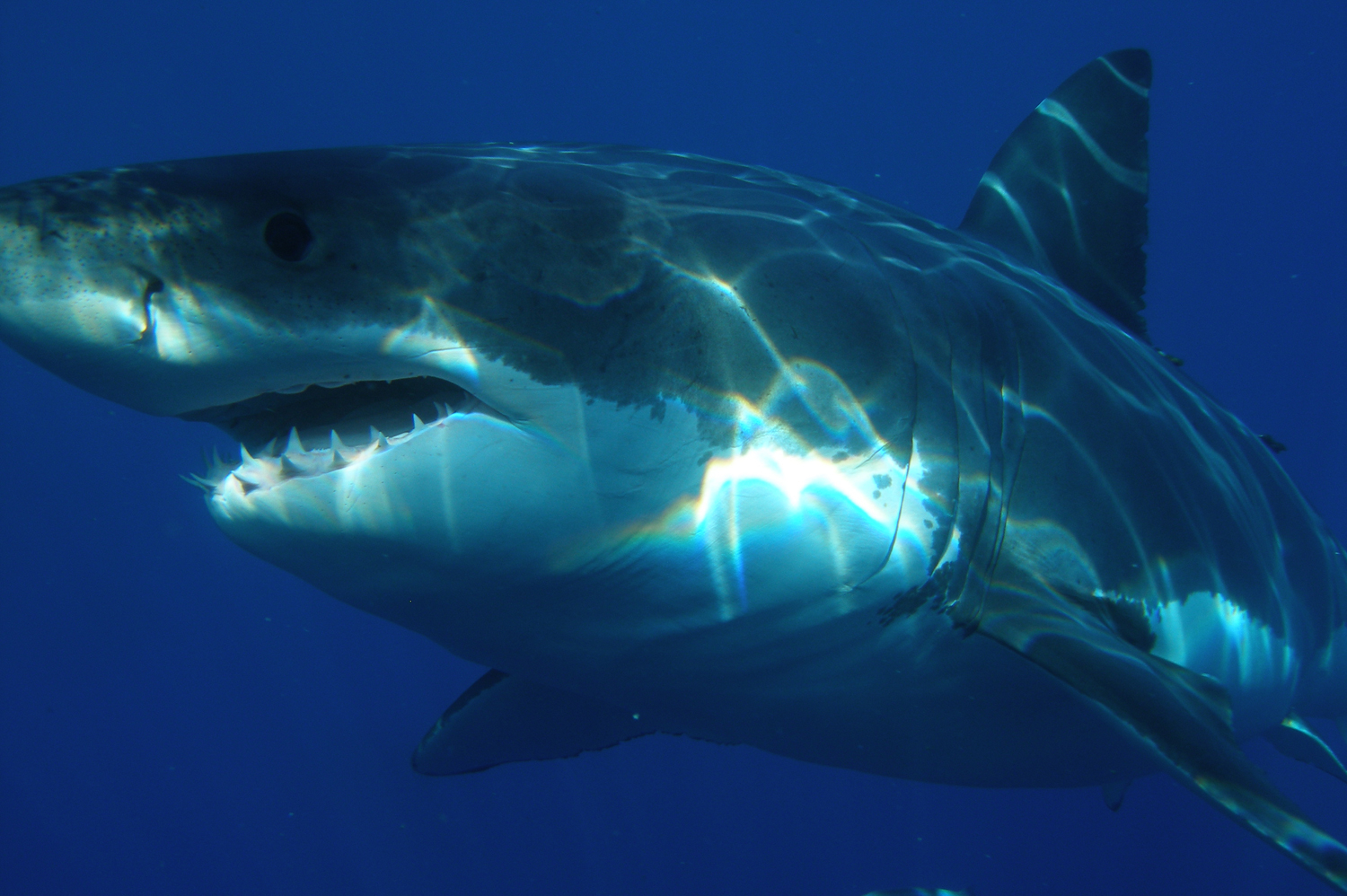 CarcharodCarcharsharkdiver.com