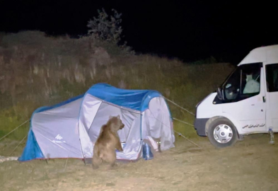 Kampçıların çadırına ayı saldırdı