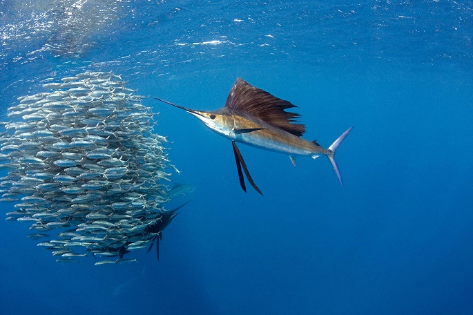 1_yelken_baligi_istiophorus_platypterus_129289968