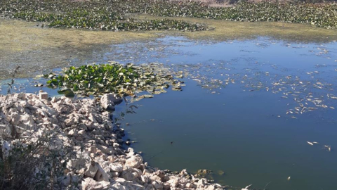 Toplu balık ölümleri görenleri hayrete düşürdü