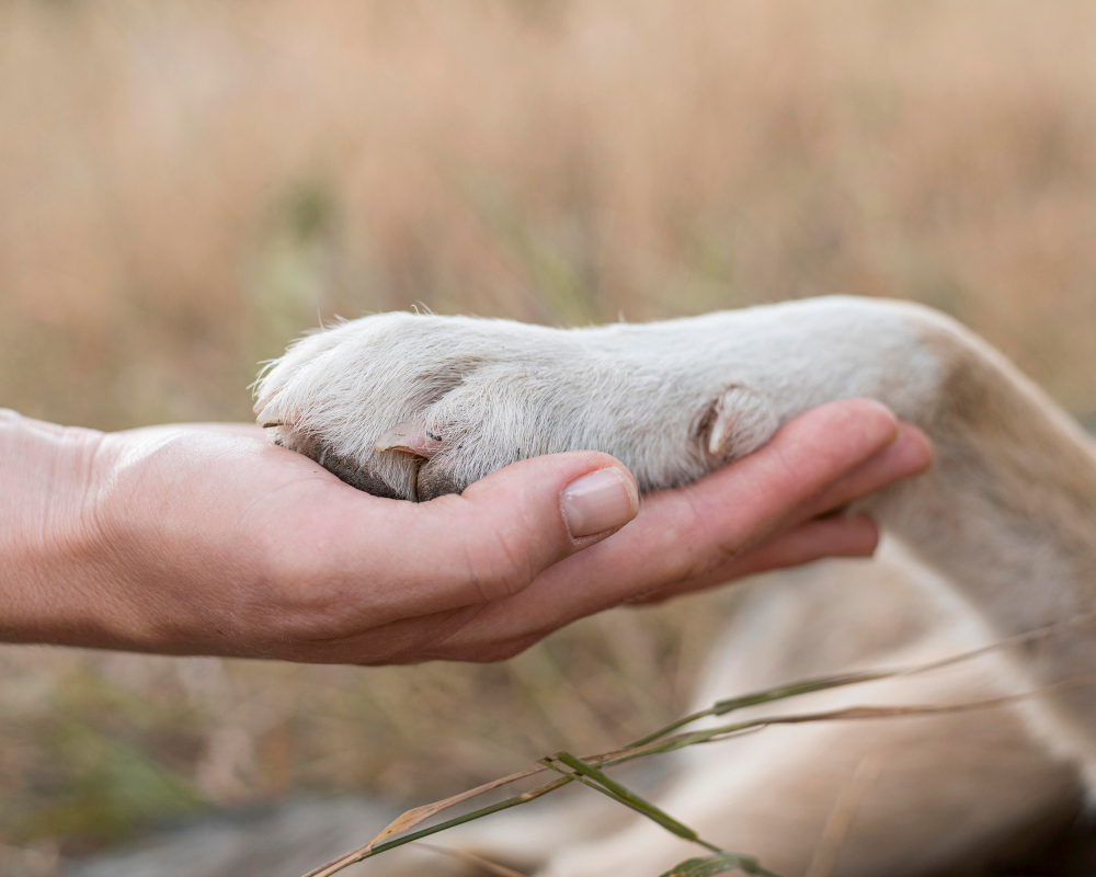 side-view-person-holding-dog-s-paw