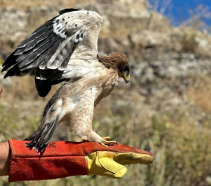 Yaralı kartal, tedavisi yapılıp doğaya bırakıldı