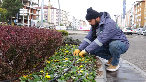 20 bin menekşe toprakla buluştu