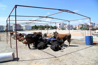 Manavgat Belediyesi Kurban Bayramı hazırlıklarını başlattı